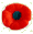 poppy for remembrance